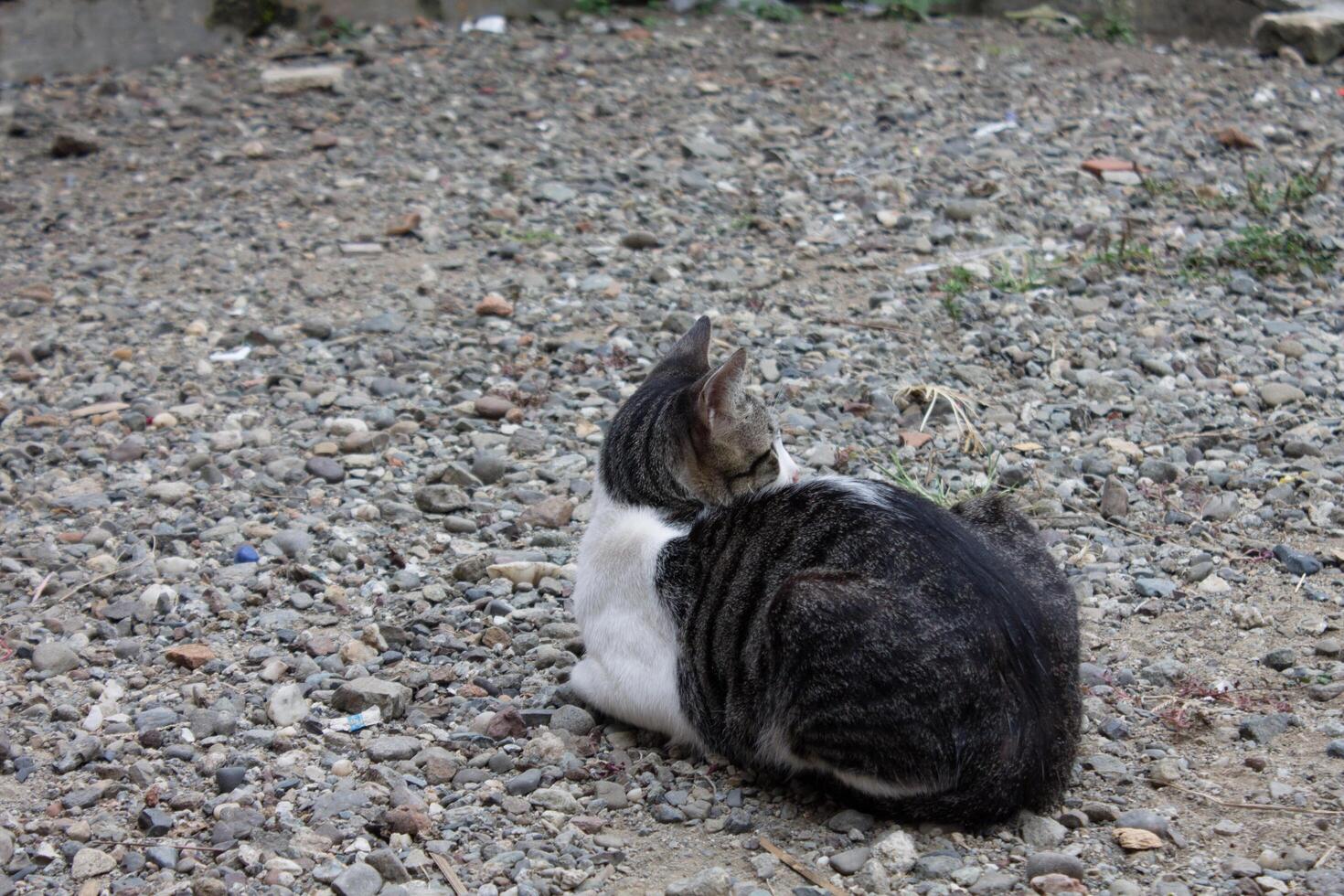 black and white striped cat photo