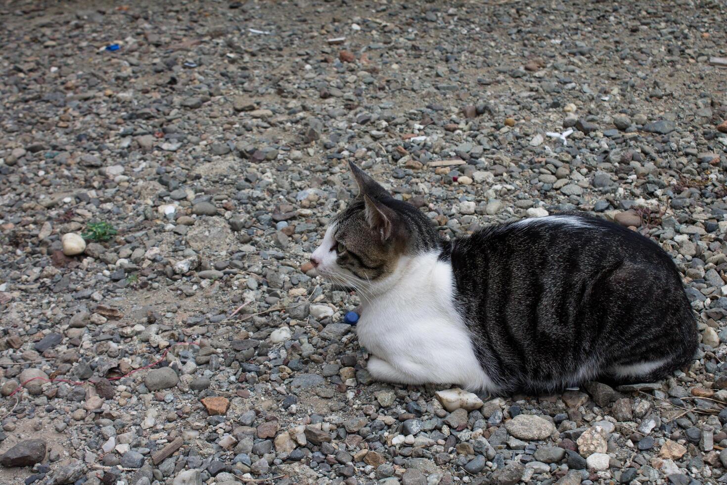 black and white striped cat photo