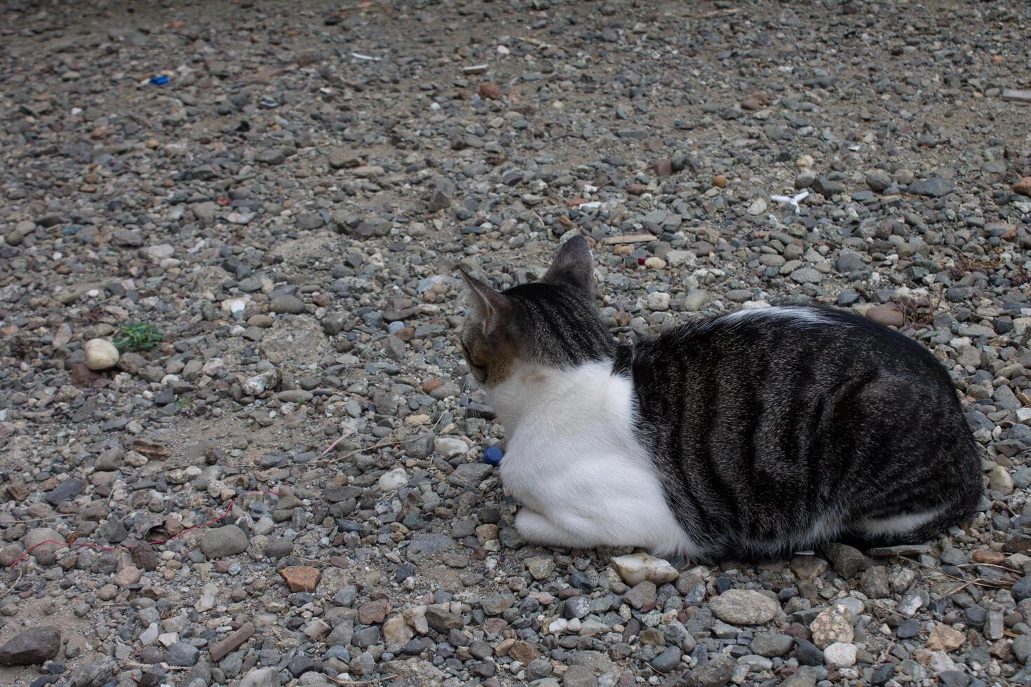black and white striped cat photo