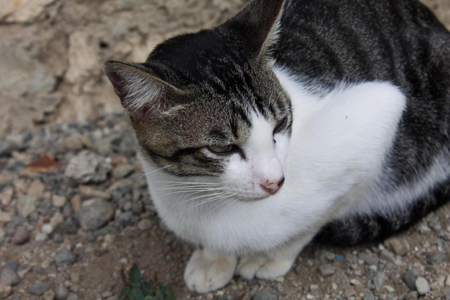 black and white striped cat photo
