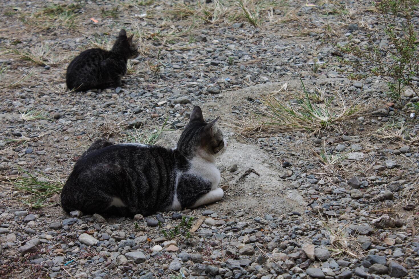 black and white striped cat photo