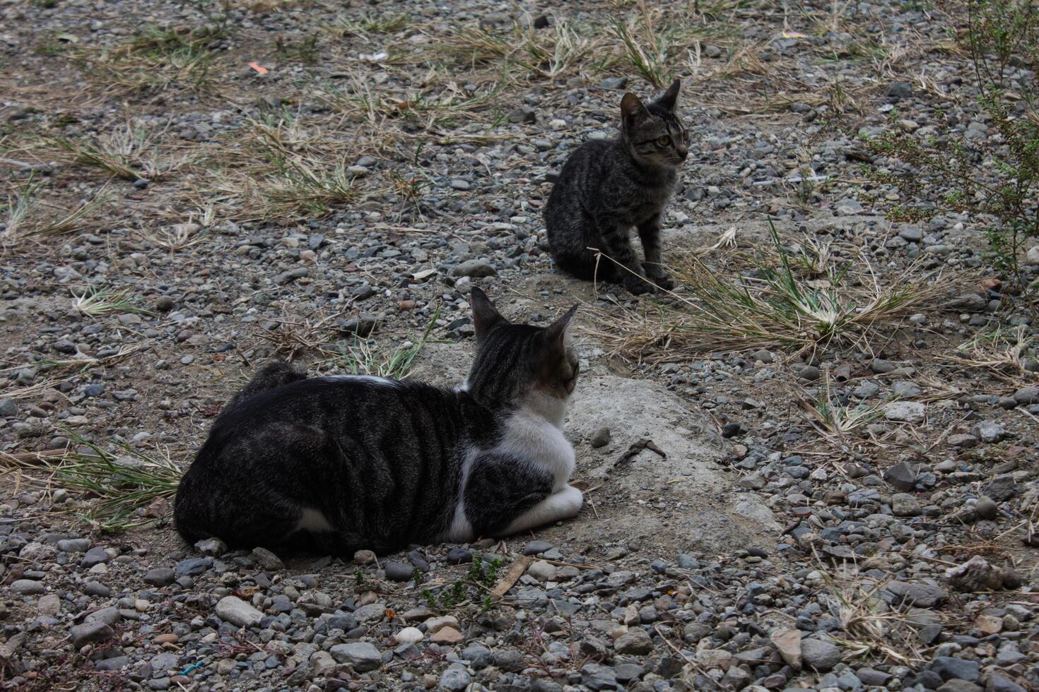 black and white striped cat photo