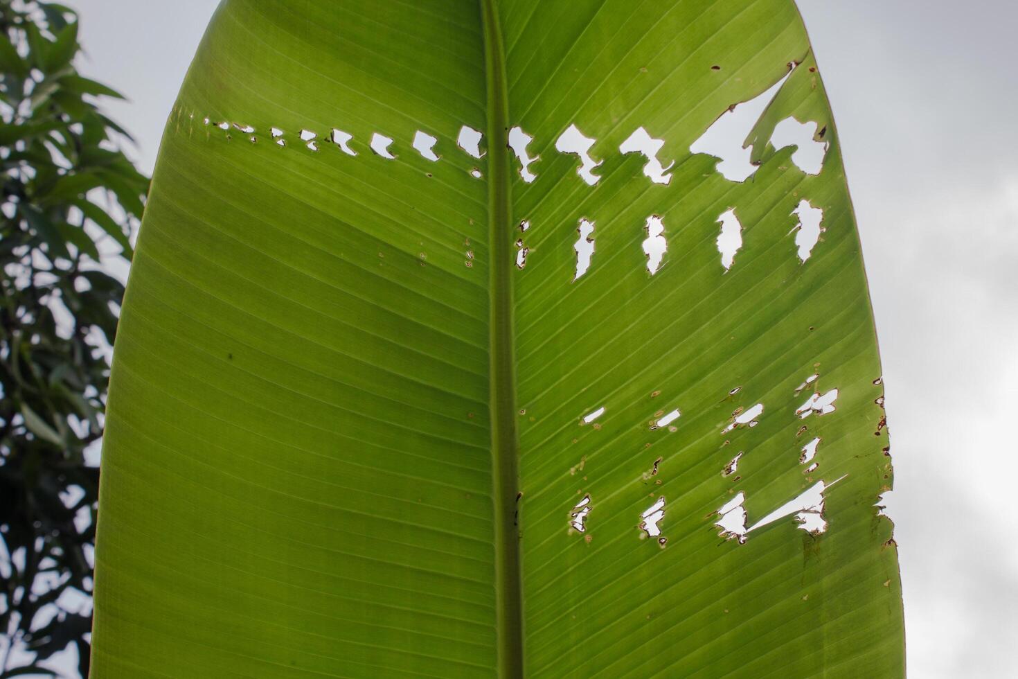banana leaf texture damaged with symmetrical holes photo