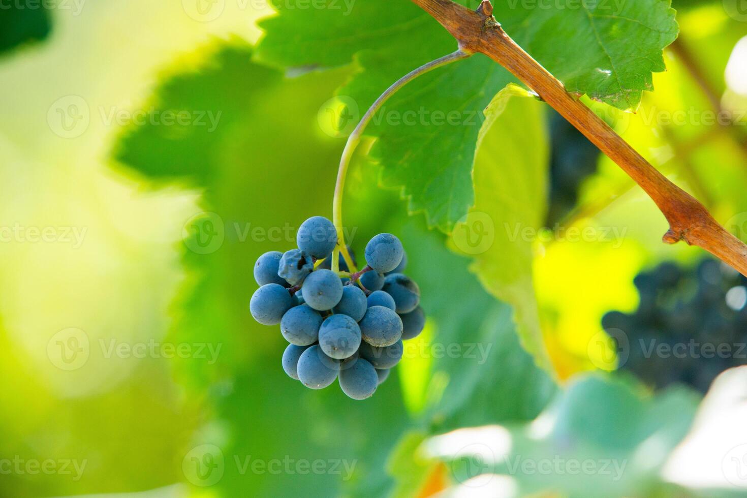 Very beautiful vineyard with terraces in the Republic of Moldova.Vineyard landscape with green rows of grapevines and rolling hills. photo