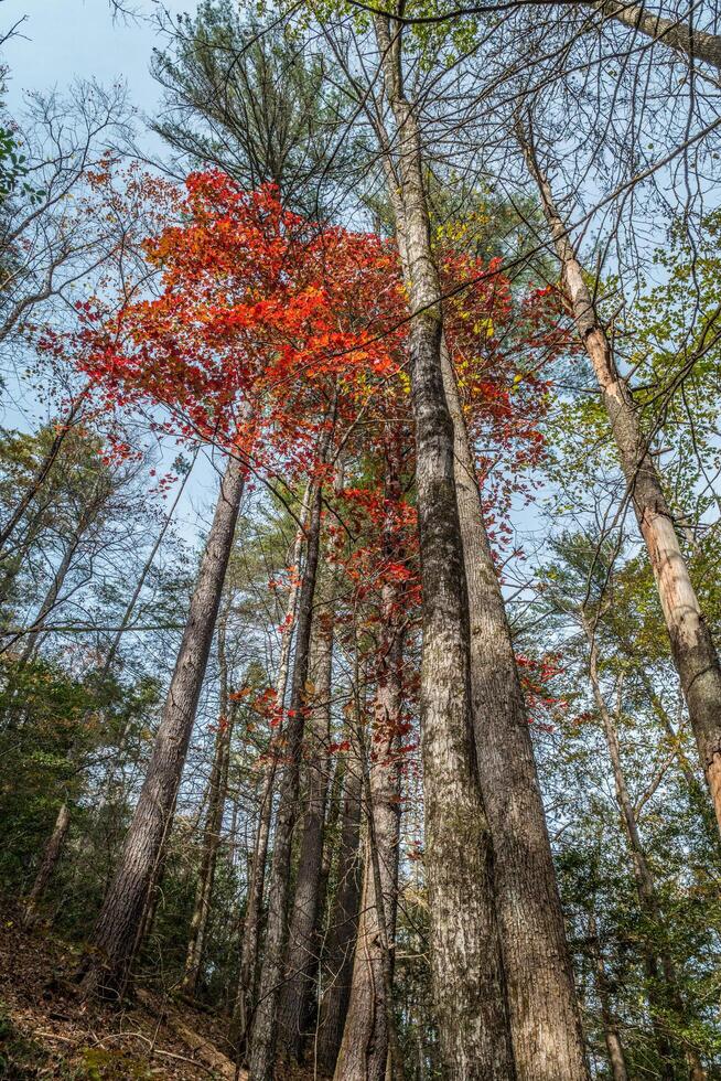 Majestic trees in autumn photo