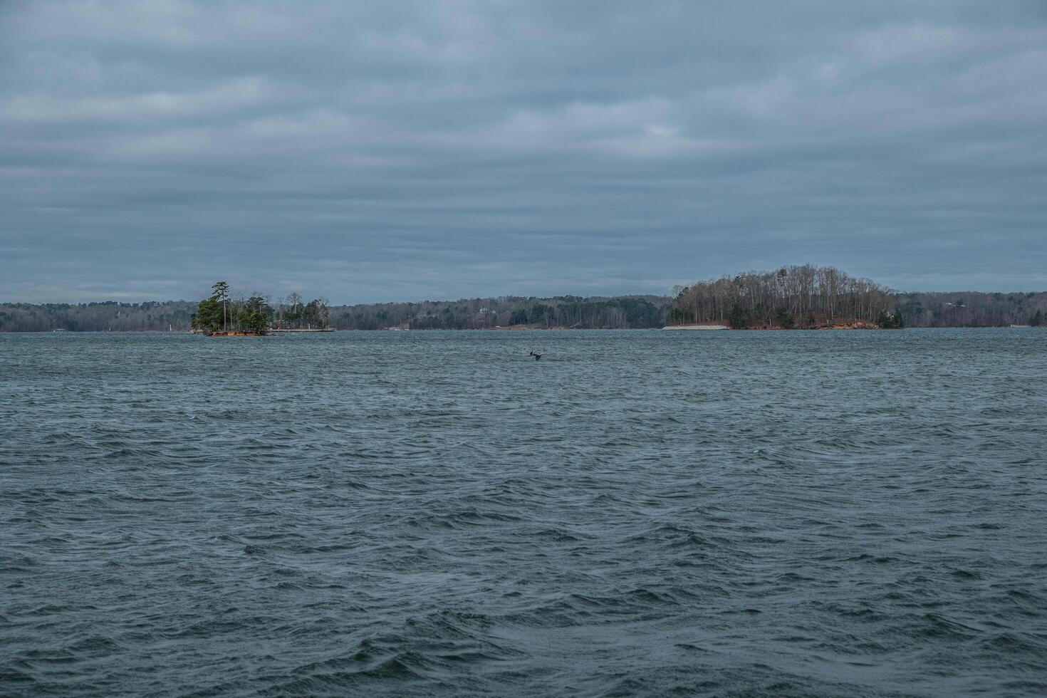 Blue heron flying over the lake photo
