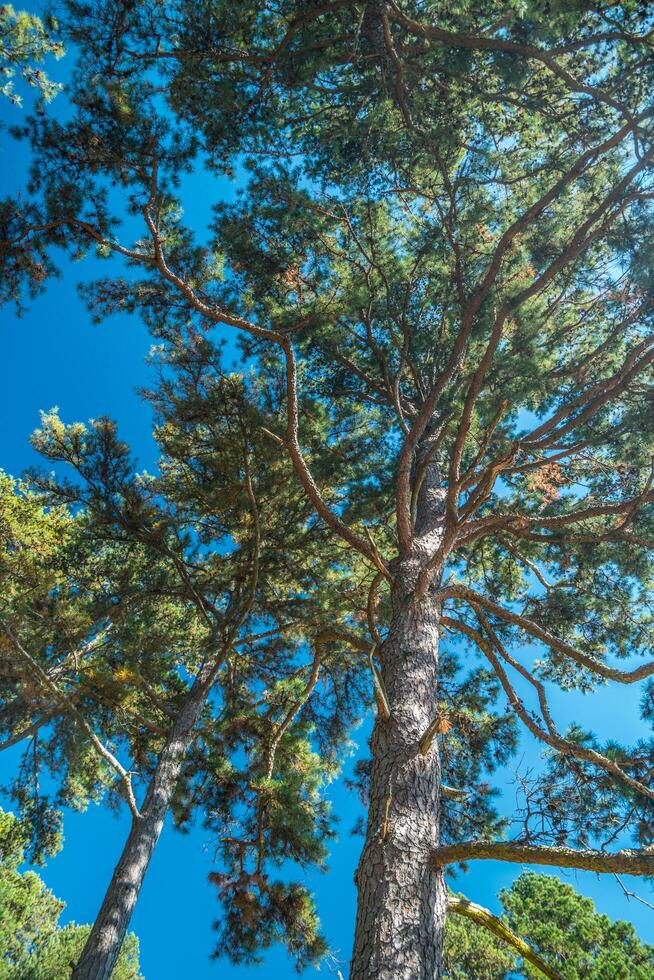 Looking up at pine trees in a forest photo