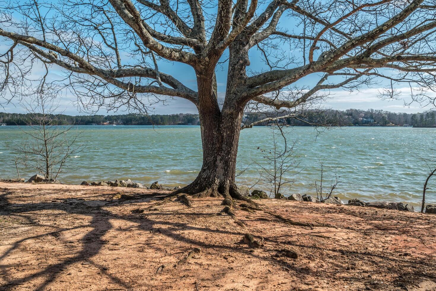 Large tree at the beach photo