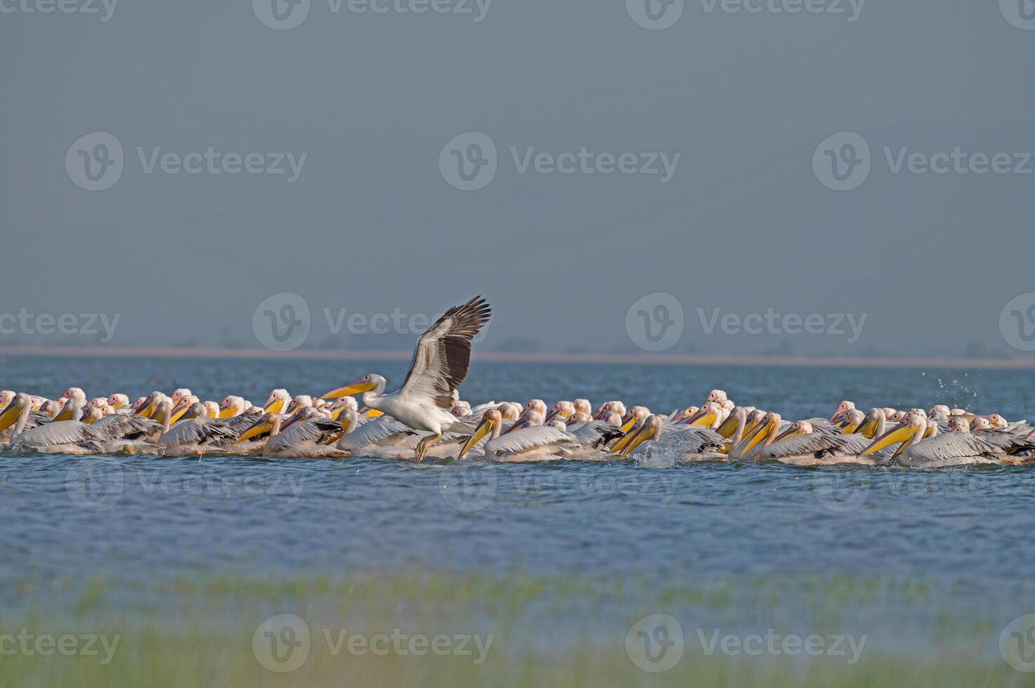 Great White Pelican, Pelecanus onocrotalus, swimming in groups in Lake Manyas, Turkey. photo
