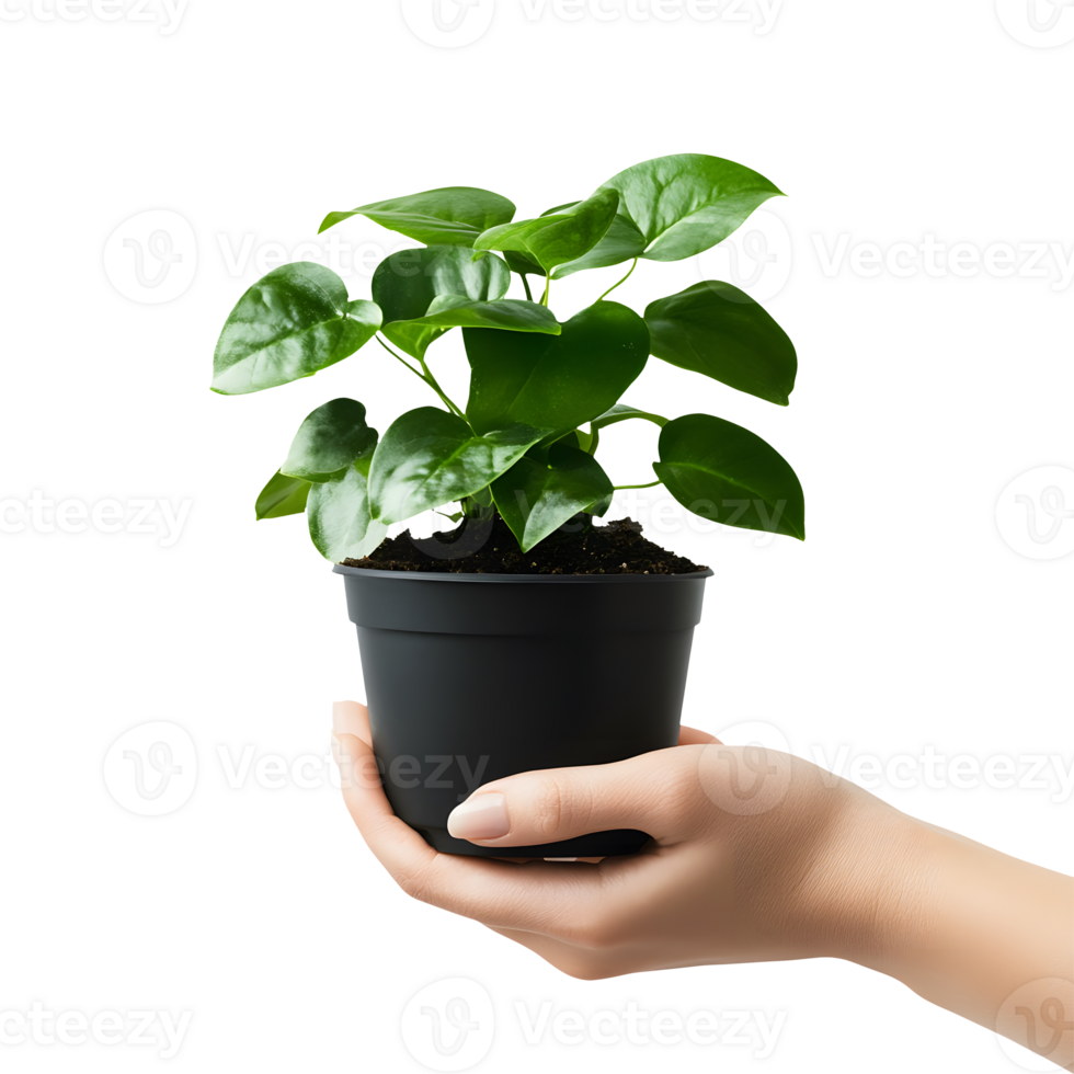 Flourishing Touch A Hand Holding Lush Potted Plant Isolated for Your Marketing Covers png