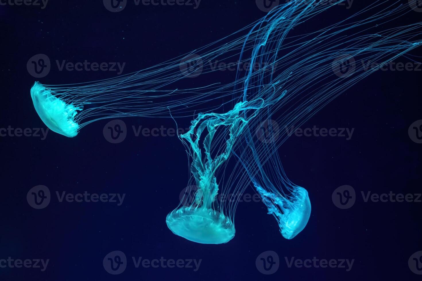 Group of fluorescent jellyfish swimming underwater aquarium pool. photo