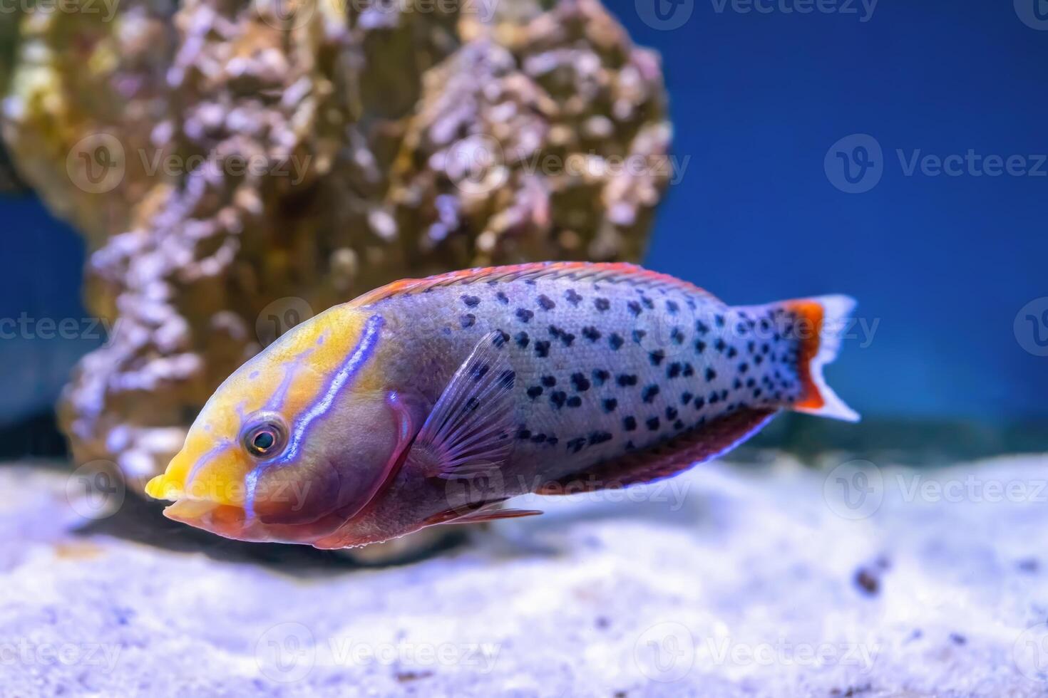 Bright beautiful fish Queen coris, Coris formosa swimming in aquarium photo