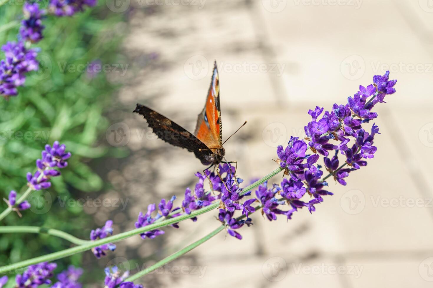 Bright Peacock Aglais butterfly sitting on blooming violet lavender flower close up, macro photo