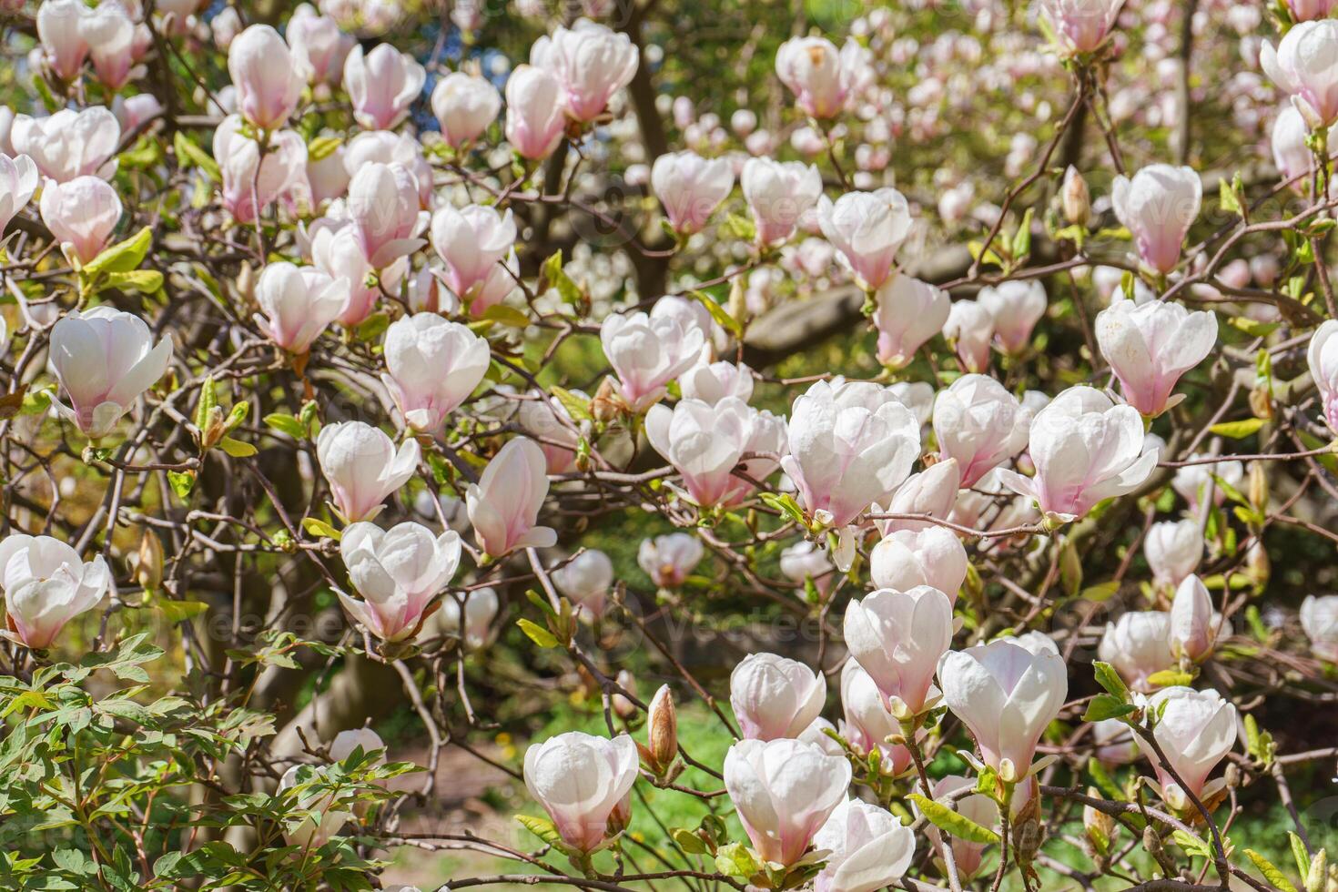 Blooming tree branch with pink Magnolia soulangeana flowers outdoors photo