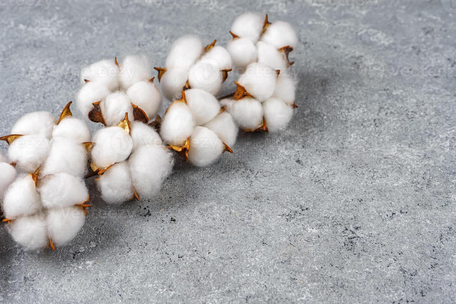 Dry cotton branch with fluffy flowers on light gray concrete textured background photo