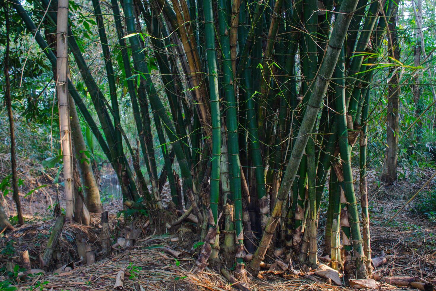 bamboo grove in the yard photo