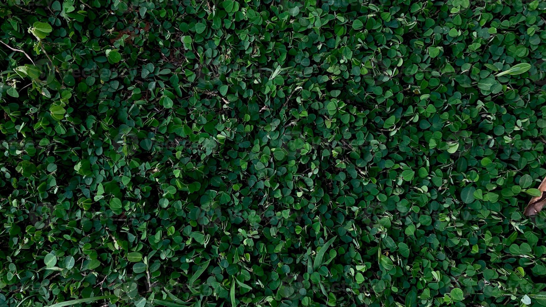 Green Lush Clover texture photo