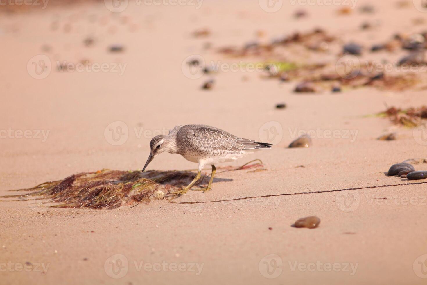 A red knot, Calidris canutus, foraging on a sandy beach surrounded by seaweed and pebbles. Ideal for nature blogs, environmental campaigns or wildlife education showing coastal ecosystems. photo
