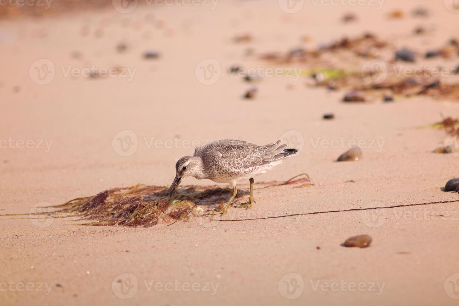 A red knot, Calidris canutus, foraging on a sandy beach surrounded by seaweed and pebbles. Ideal for nature blogs, environmental campaigns or wildlife education showing coastal ecosystems. photo