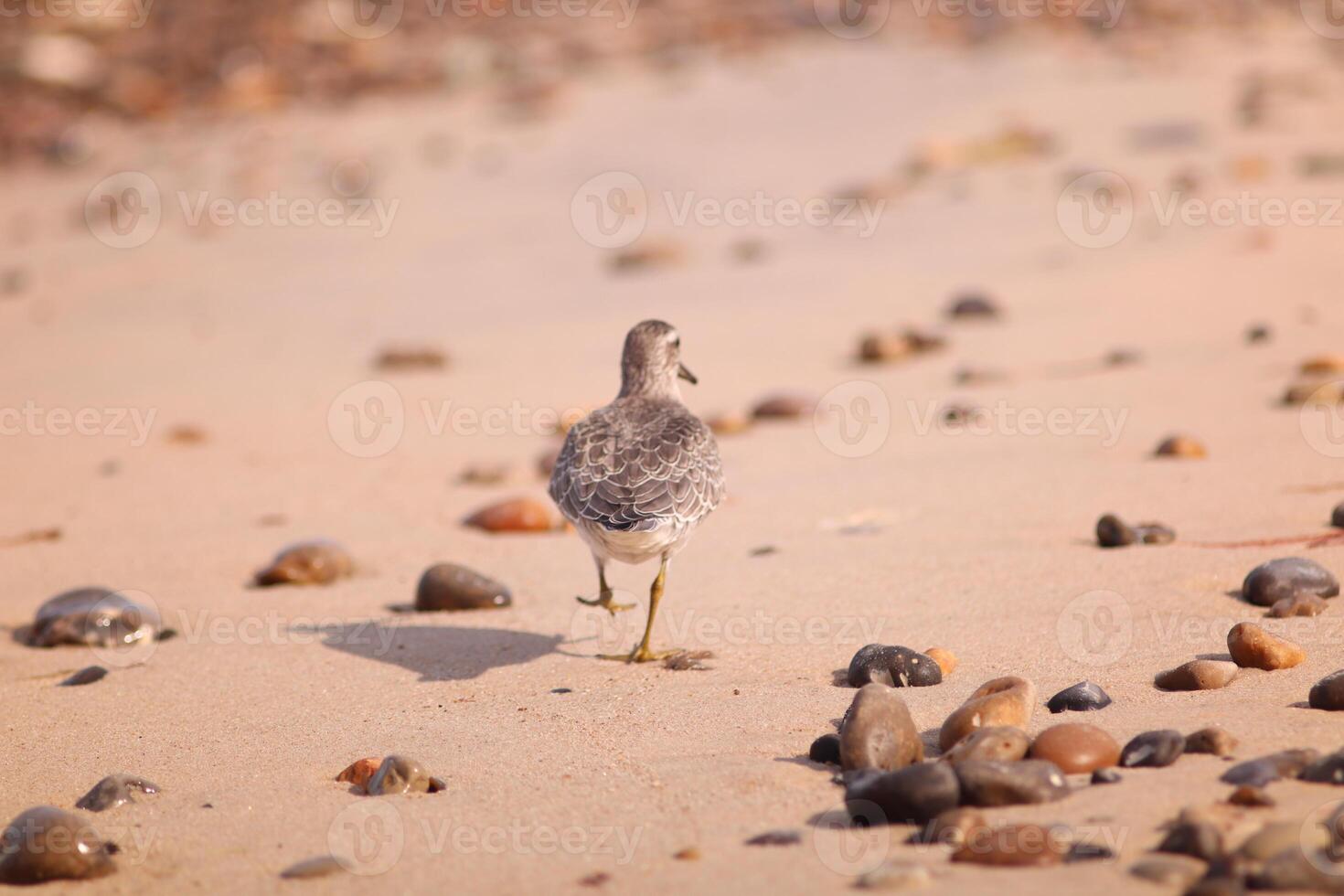 A red knot, Calidris canutus, foraging on a sandy beach surrounded by seaweed and pebbles. Ideal for nature blogs, environmental campaigns or wildlife education showing coastal ecosystems. photo