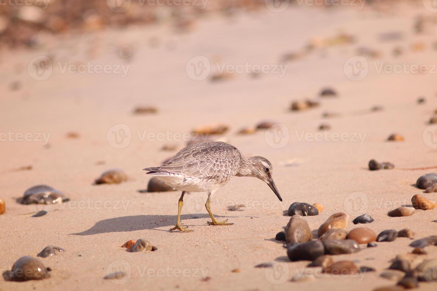 A red knot, Calidris canutus, foraging on a sandy beach surrounded by seaweed and pebbles. Ideal for nature blogs, environmental campaigns or wildlife education showing coastal ecosystems. photo