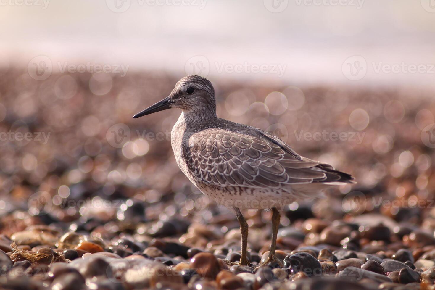 A red knot, Calidris canutus, foraging on a sandy beach surrounded by seaweed and pebbles. Ideal for nature blogs, environmental campaigns or wildlife education showing coastal ecosystems. photo