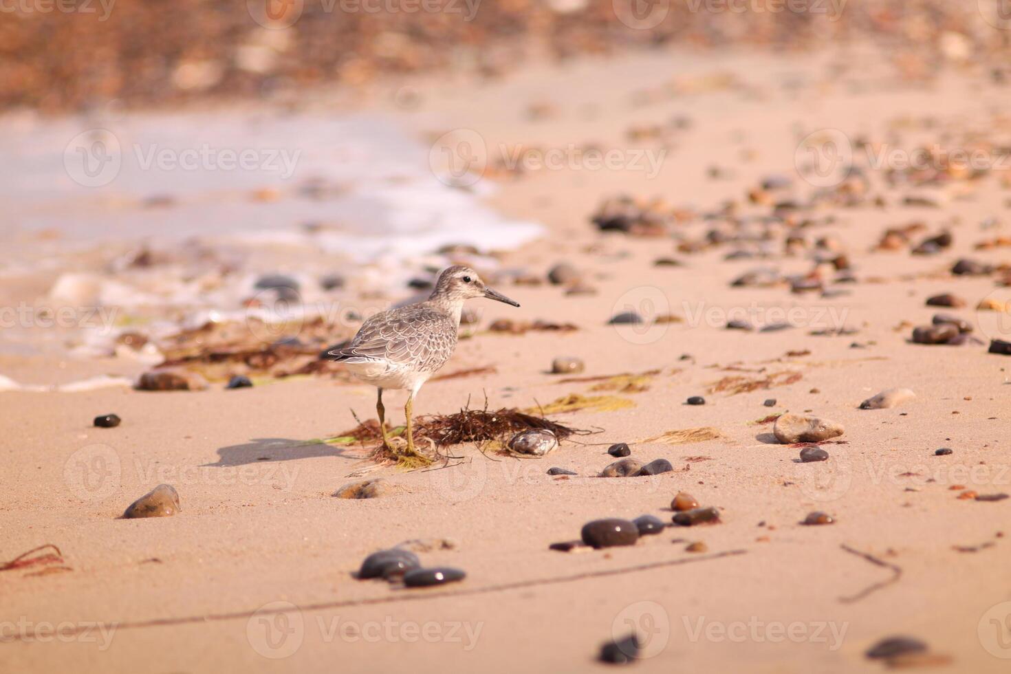 A red knot, Calidris canutus, foraging on a sandy beach surrounded by seaweed and pebbles. Ideal for nature blogs, environmental campaigns or wildlife education showing coastal ecosystems. photo