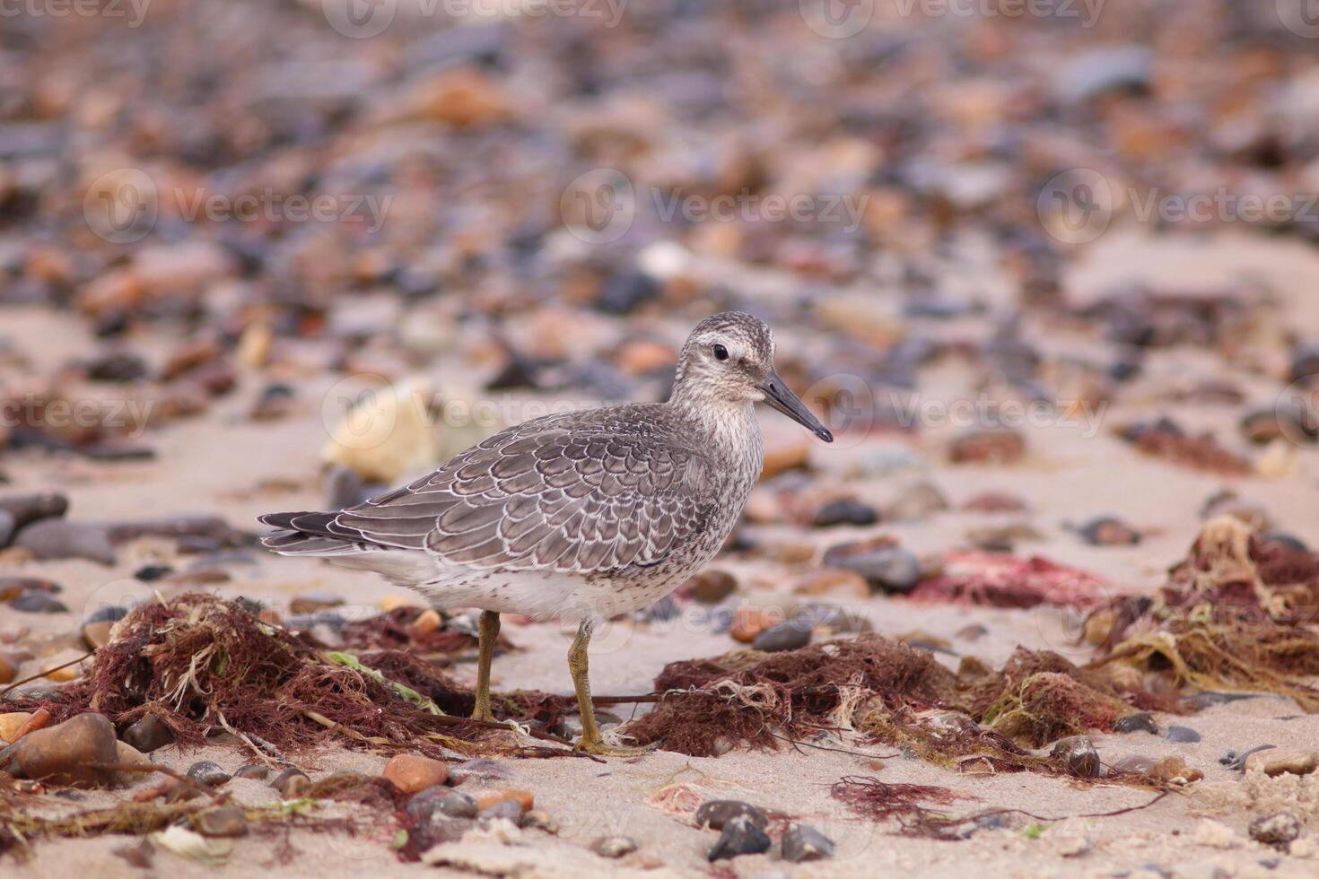 A red knot, Calidris canutus, foraging on a sandy beach surrounded by seaweed and pebbles. Ideal for nature blogs, environmental campaigns or wildlife education showing coastal ecosystems. photo