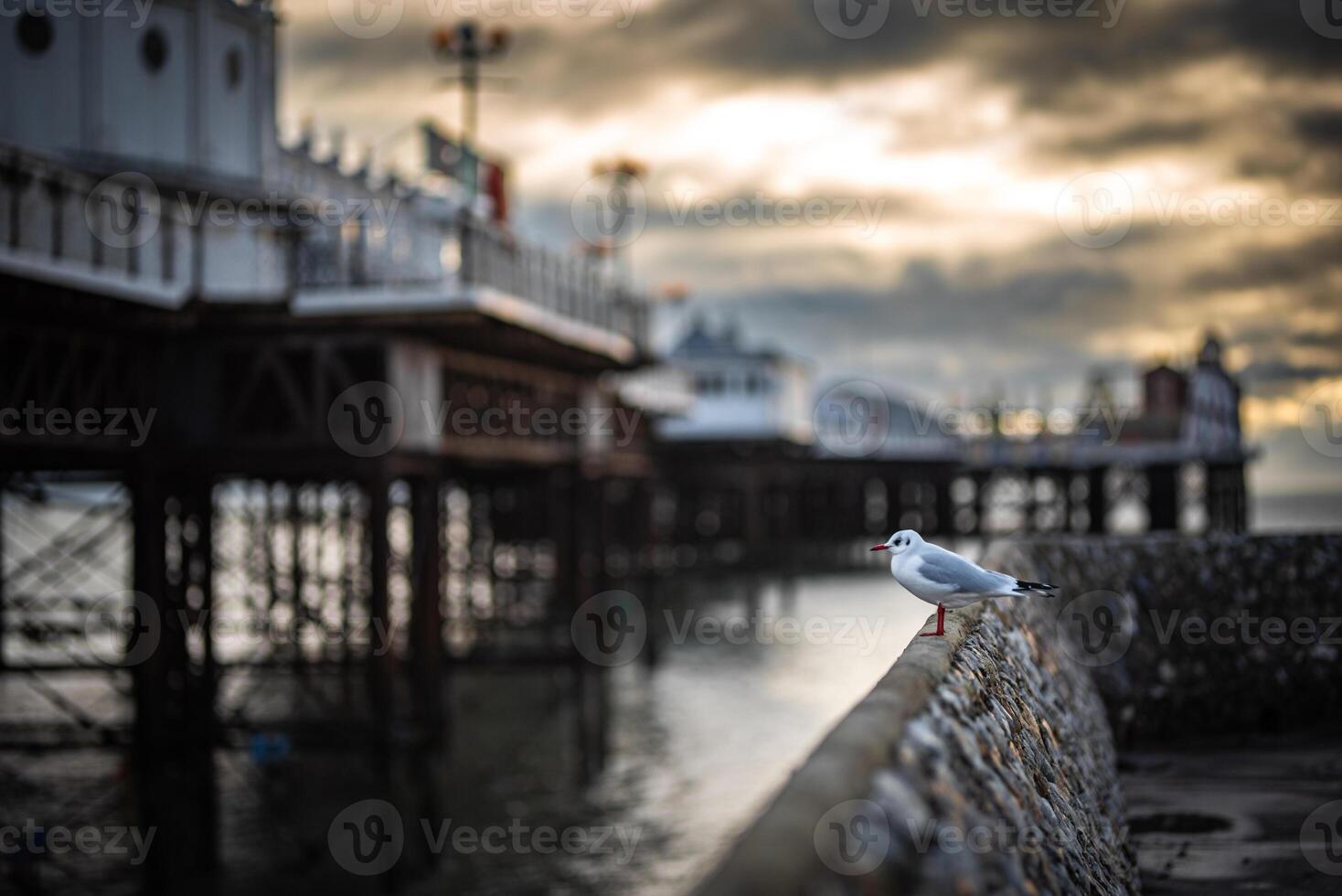 A Seagull on stone wall by the Brighton pier on a cloudy eveving, East Sussex, UK photo