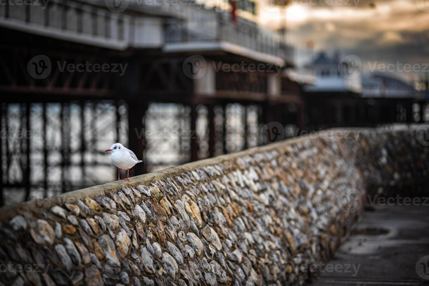 A Seagull on stone wall by the Brighton pier on a cloudy eveving, East Sussex, UK photo