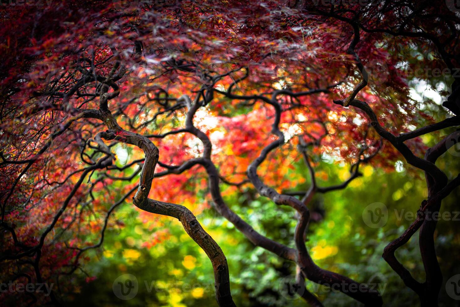 Autumn colors on a sunny day in Brighton park, East Sussex, UK photo