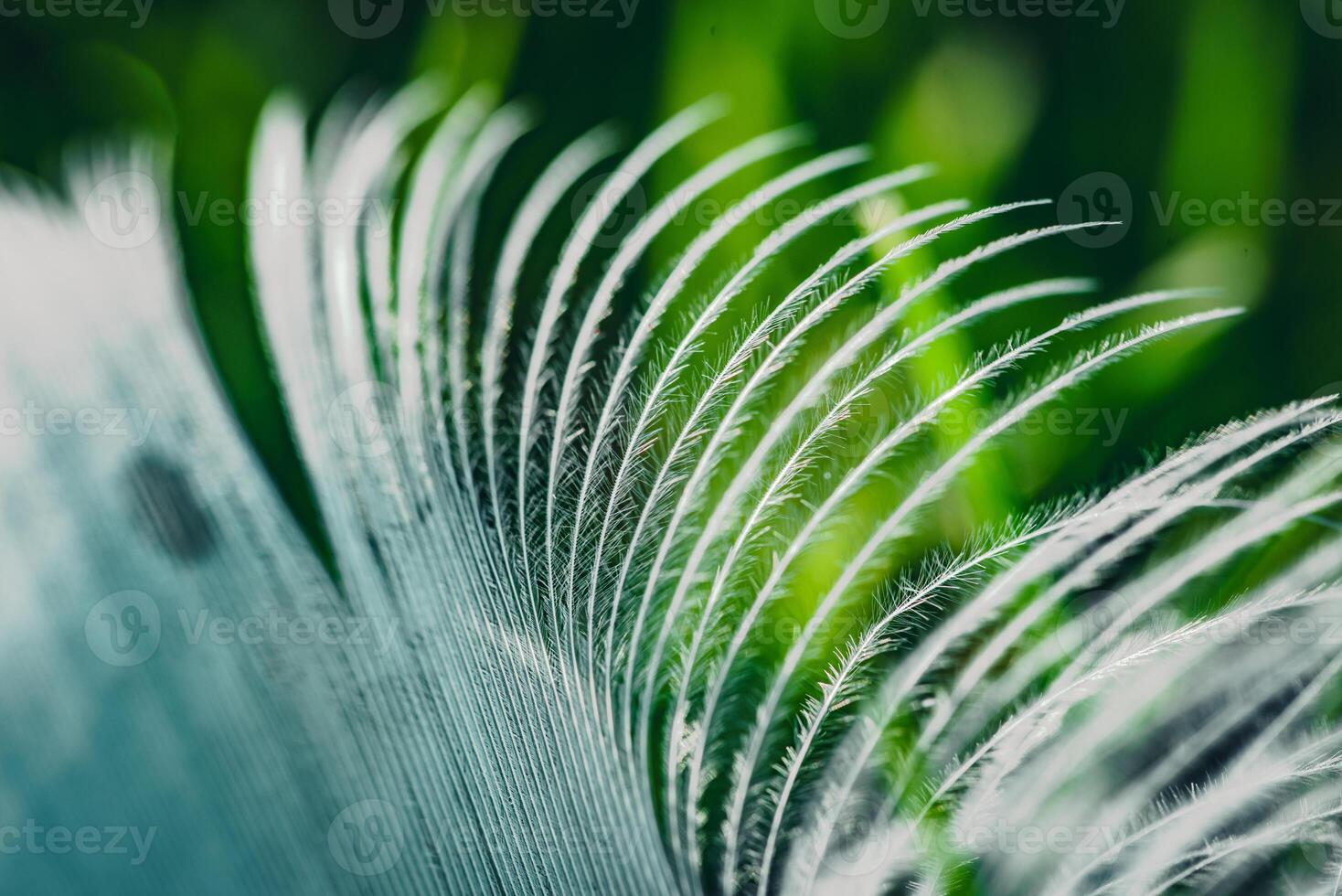 Close up macro photo of the white feather left on a green grass in one of the Brighton parks, East Sussex, UK