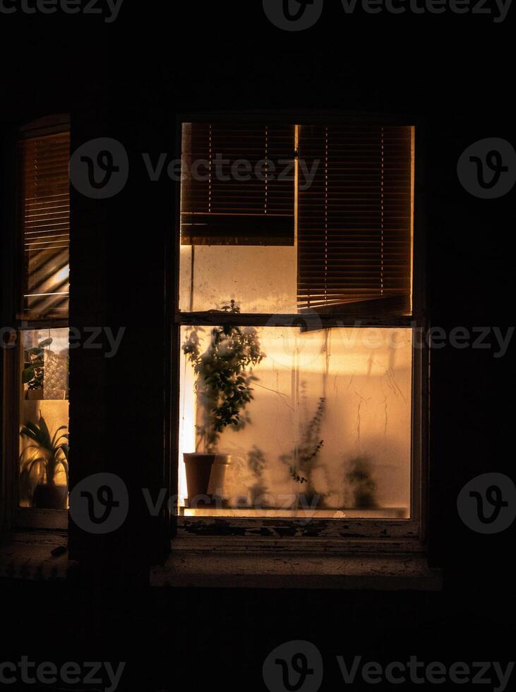 Window at night with plant behind the glass covered by condensation photo