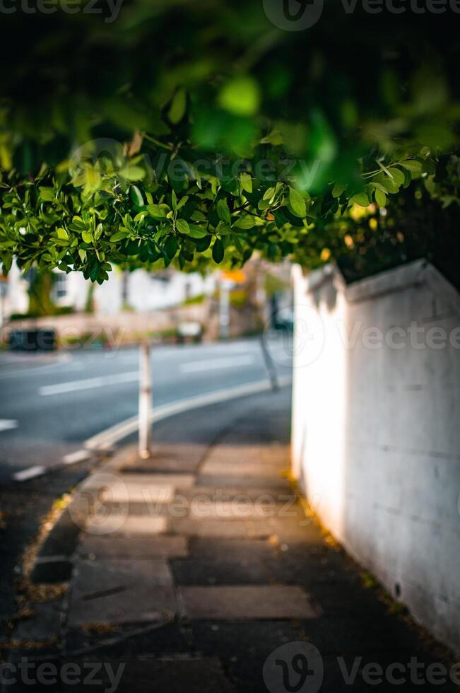 Greenery hanging over pavement on a sunny evening, Brighton, East Sussex photo