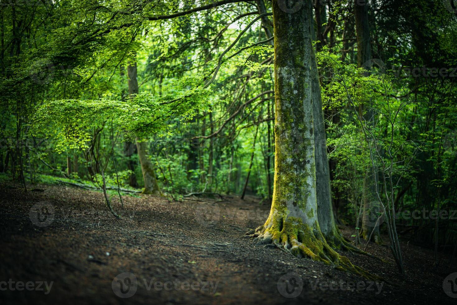 A old tree trunk in forest on a sunny evening, close to Brighton, East Sussex, UK photo