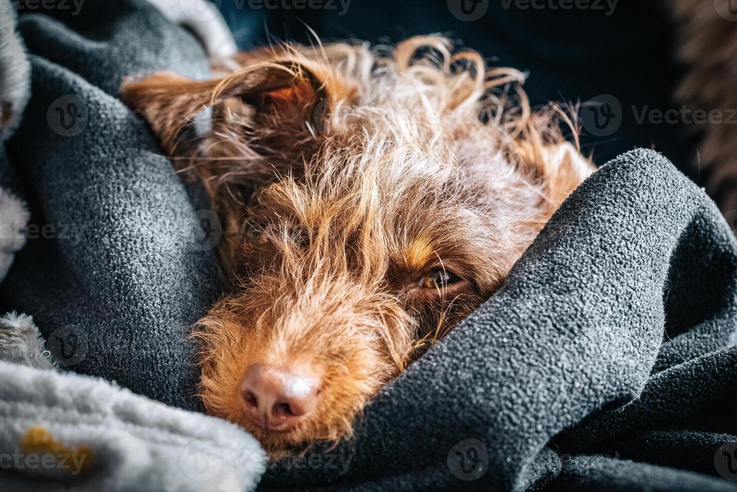 Lazy, sleepy little god on a bed burred in blanket photo