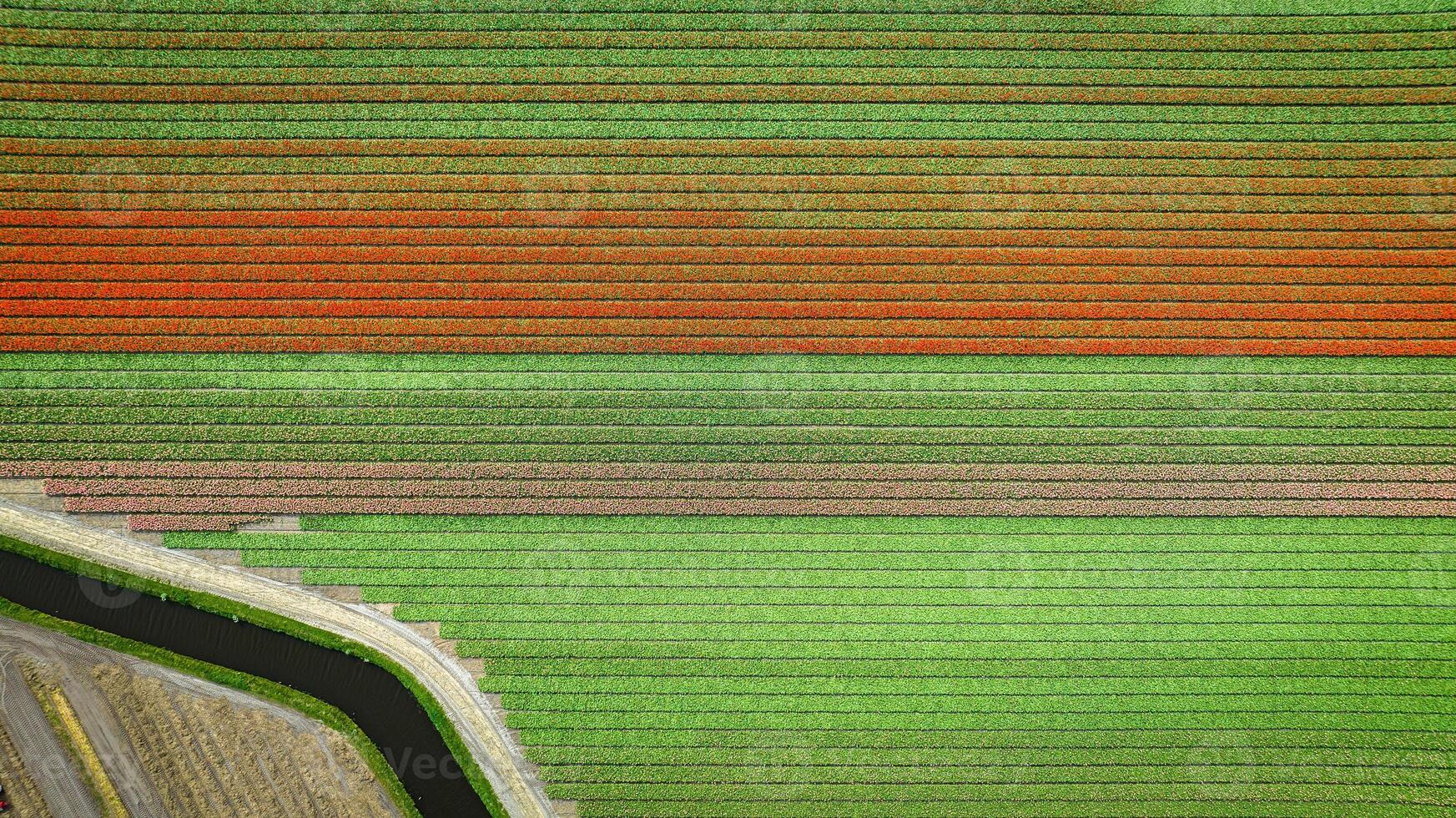 Aerial view of Holland colorful tulip fields, Netherlands photo