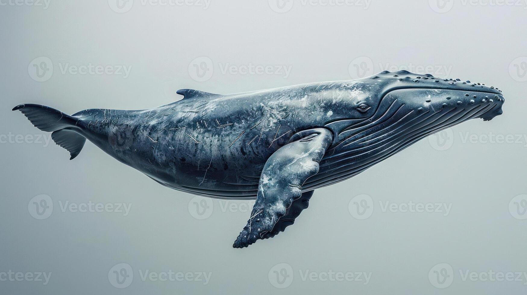 a humpback whale swimming in the ocean photo