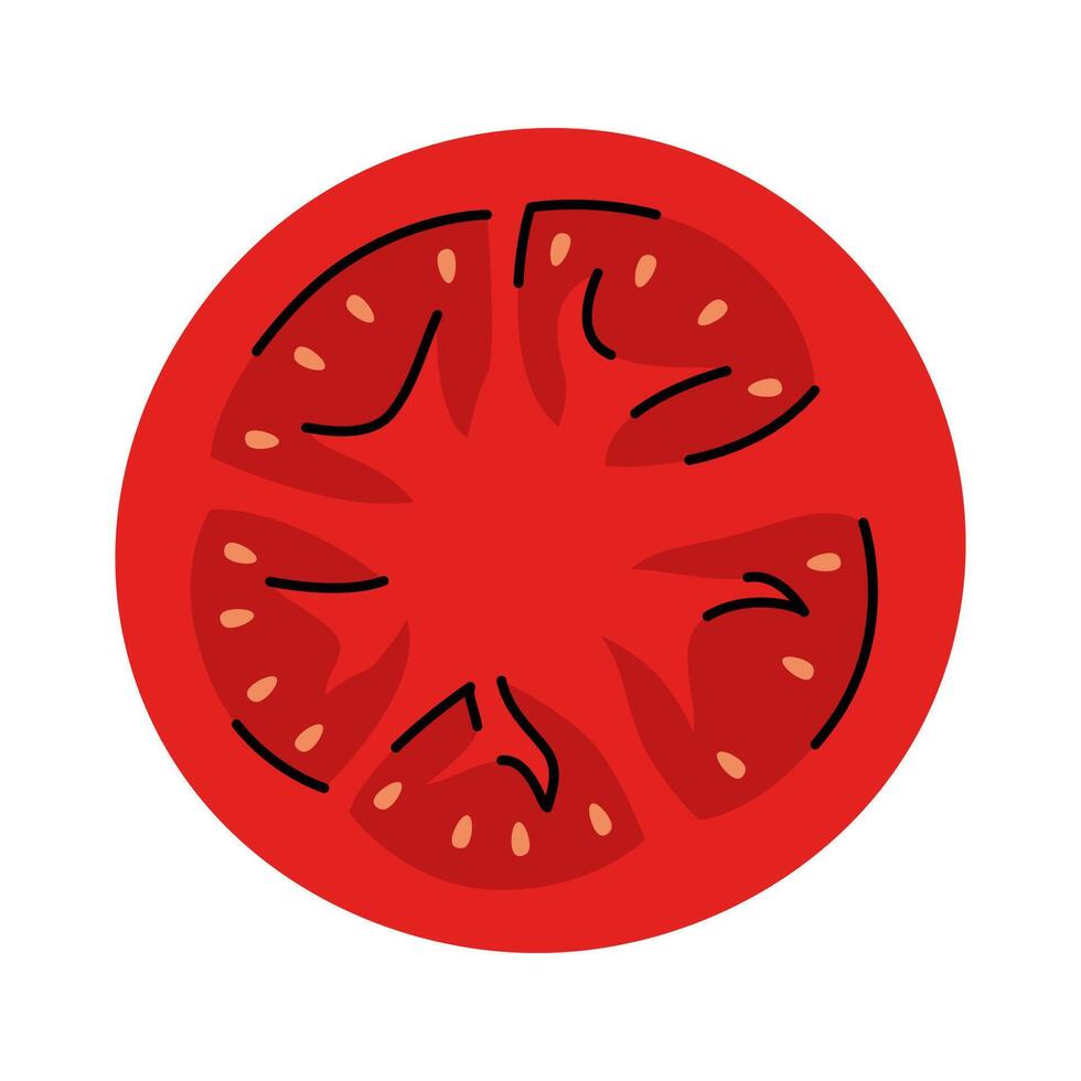 Detailed cut of red tomato. Hand drawn tomato slice with seeds vector