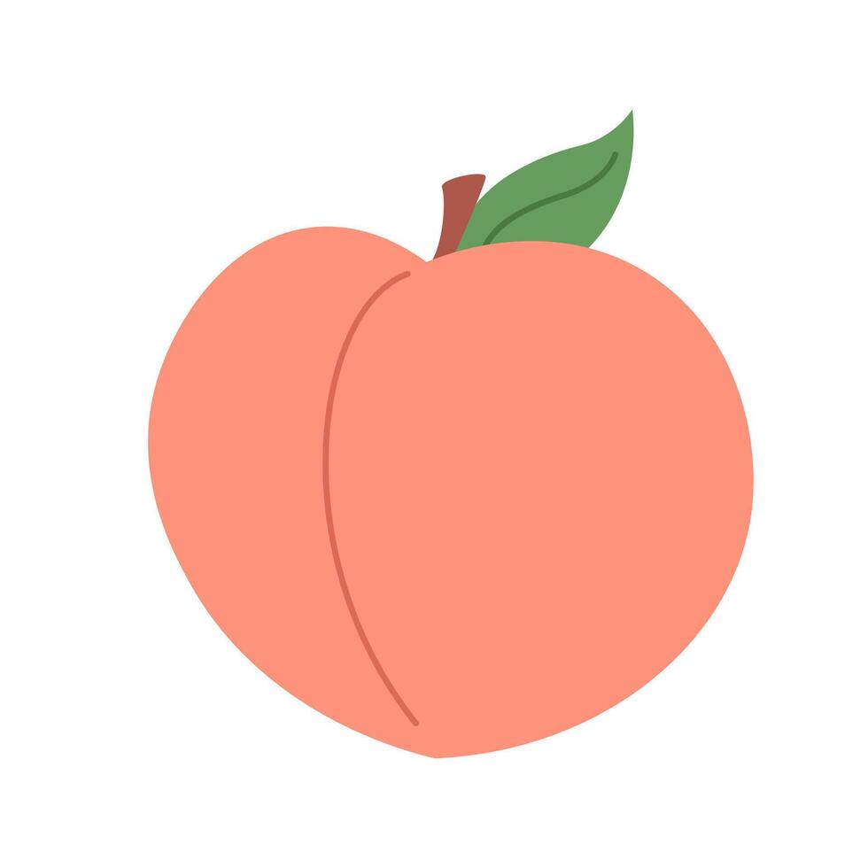 Hand drawn ripe peach. Doodle style fruity juicy fruit. Healthy food vector