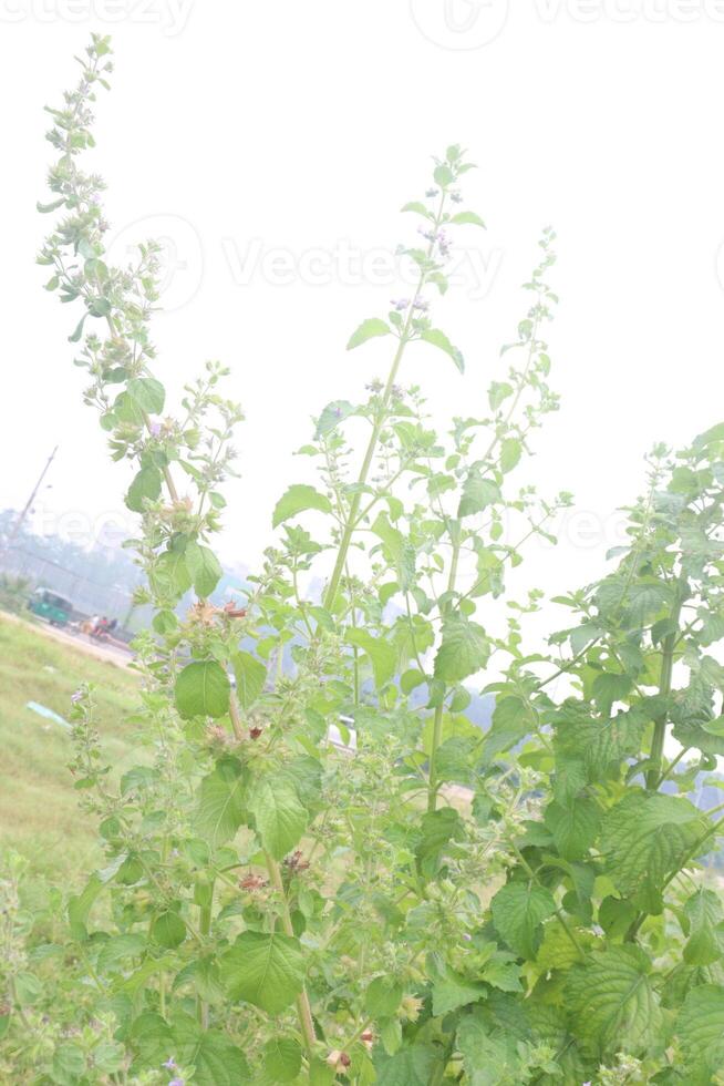 mesosphaerum suaveolens medicinal plant on field photo