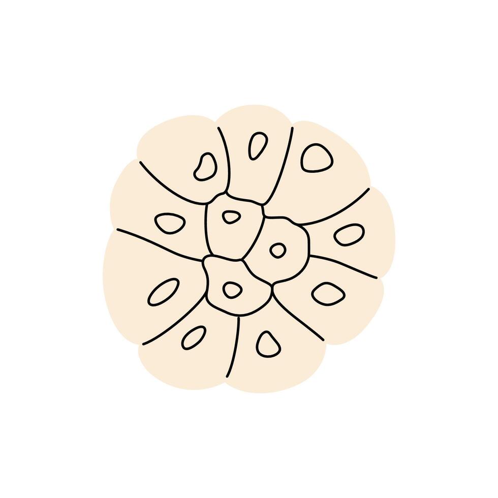 Simple chopped garlic bulb with visible cloves in hand drawn doodle style vector