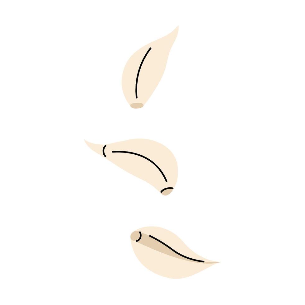 Hand drawn garlic cloves. Set of three cloves in doodle style vector
