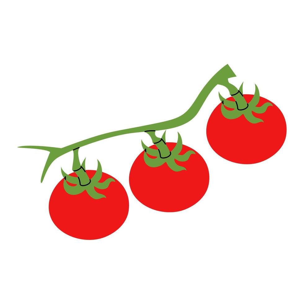 Hand drawn branch of ripe tomatoes on green stem. Fresh bunch with red tomatoes vector