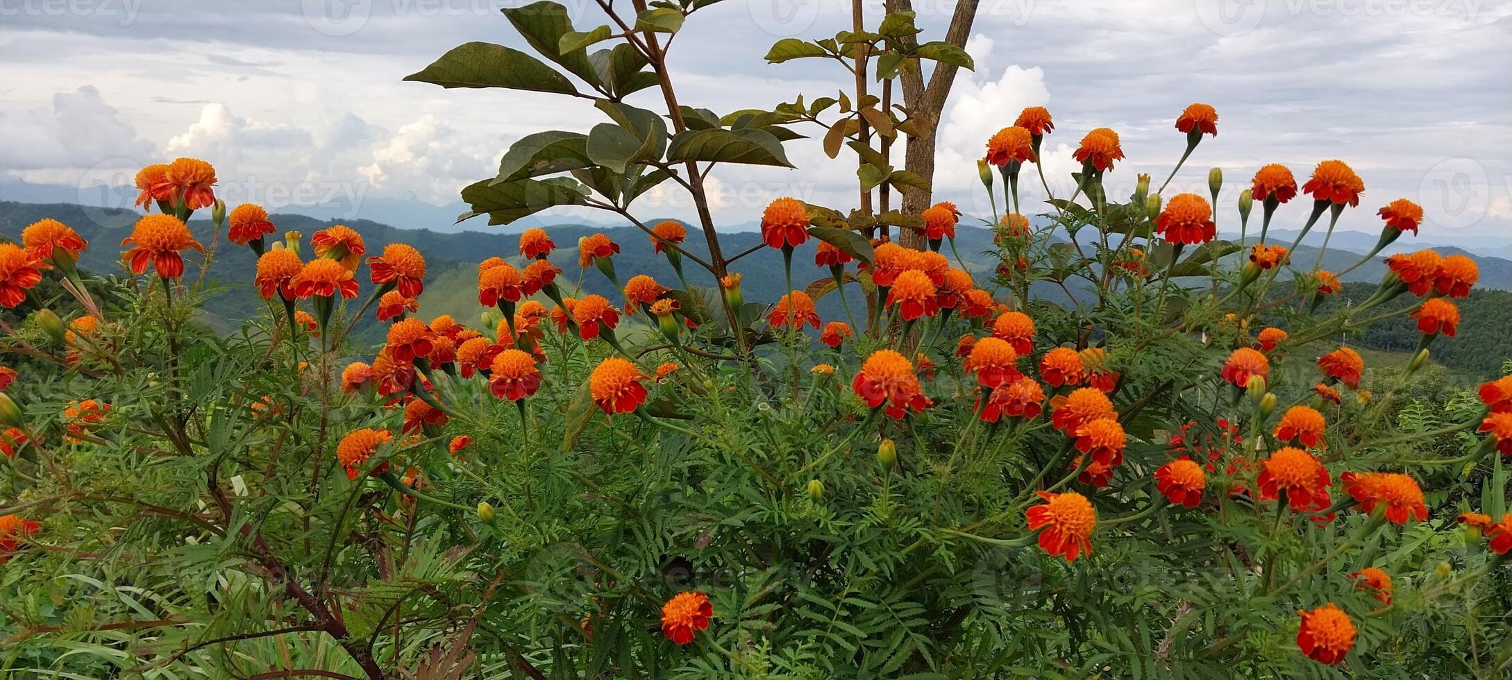 A vibrant field of orange marigold flowers in full bloom against a scenic mountain backdrop with a cloudy sky. photo