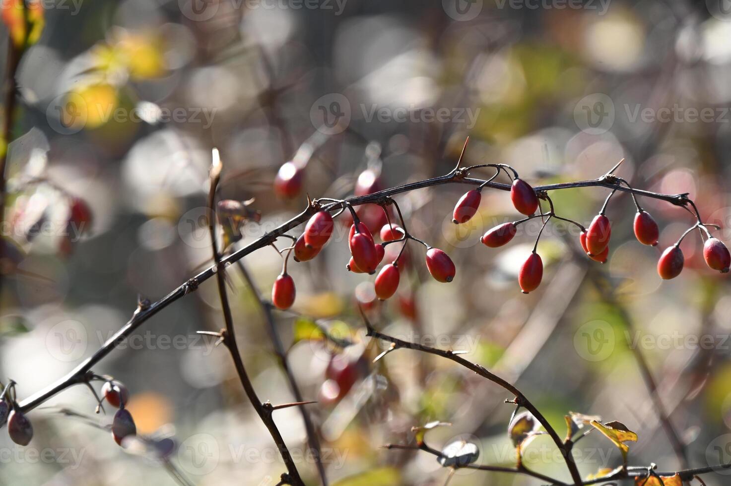 a bush with red berries in the sun photo