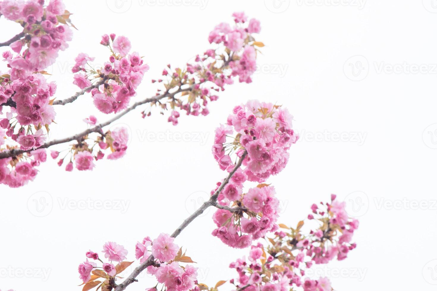 Sakura blooms with pink flowers. Trees in the garden. Buds on branches. photo