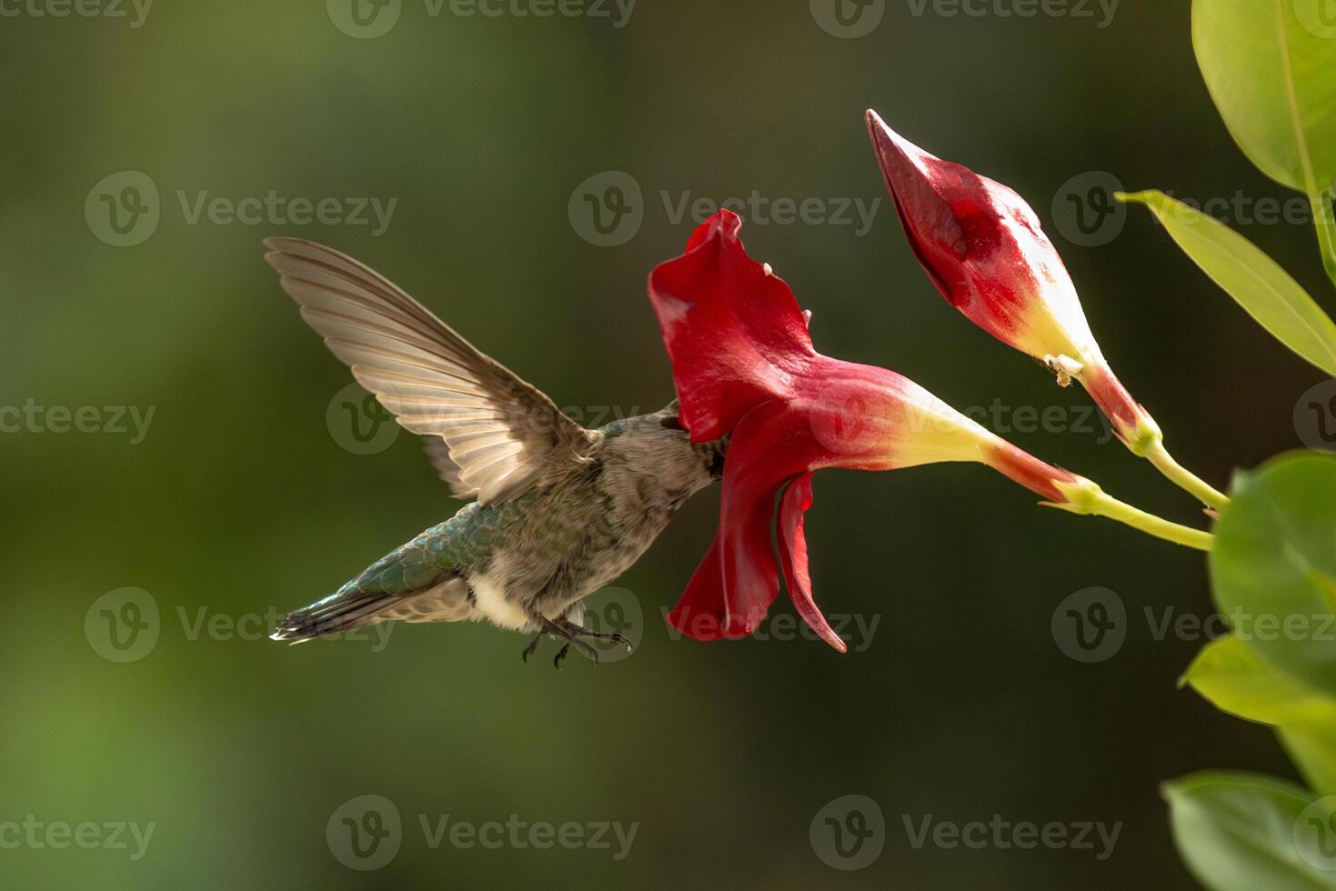 Annas hummingbird - Calypte Anna - Enjoying the Red Mandevilla. photo