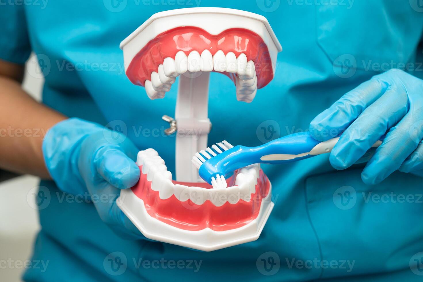 Asian dentist cleaning teeth of human dental model with tooth brush for patient and studying about dentistry. photo