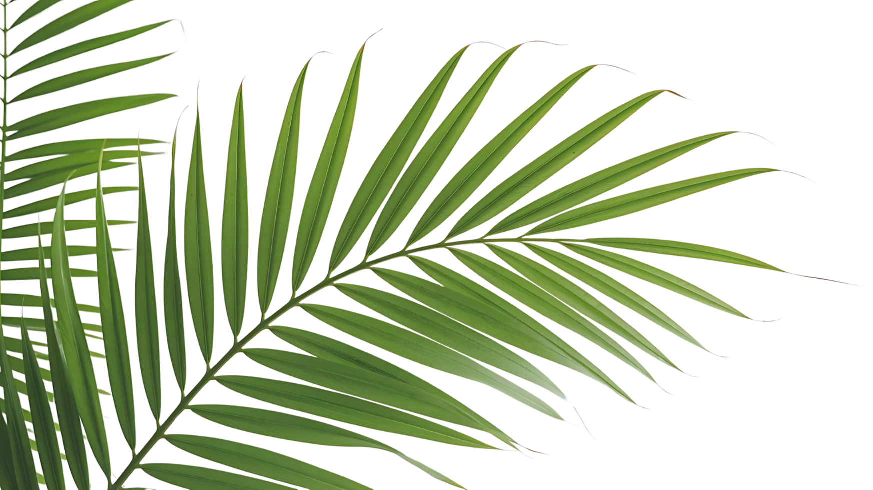Bright green palm leaf with a tropical theme. png